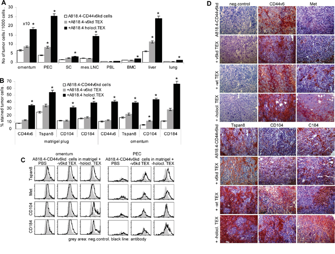 Holoclone TEX support regain of A818.4-CD44v6kd cell motility in vivo.