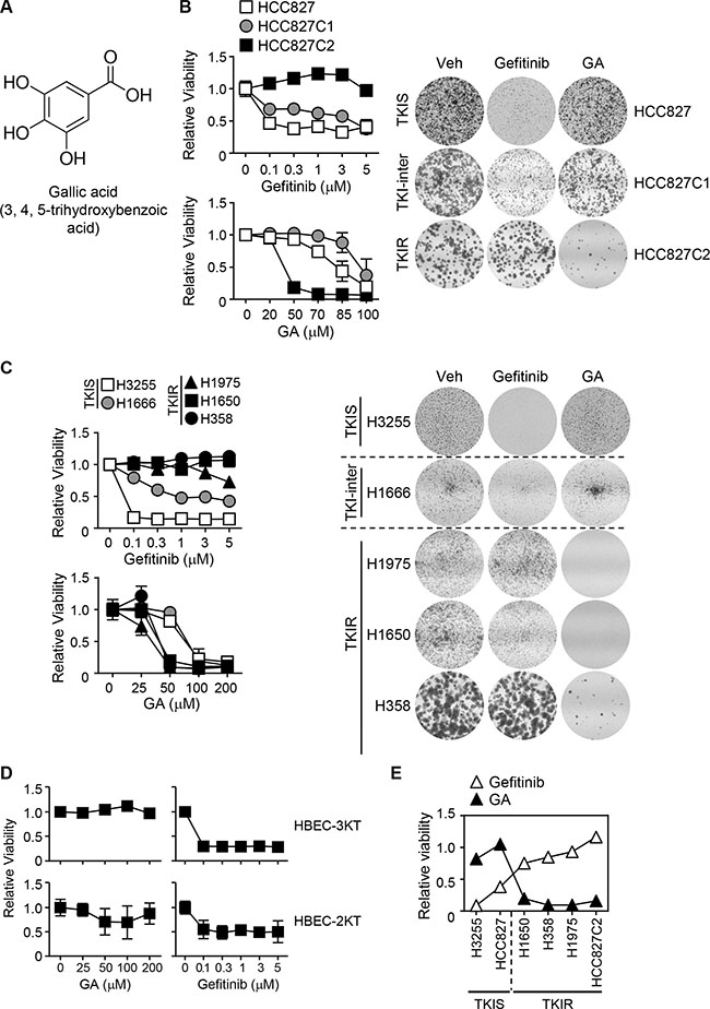 Therapeutic selectivity of GA for gefitinib resistant NSCLC.