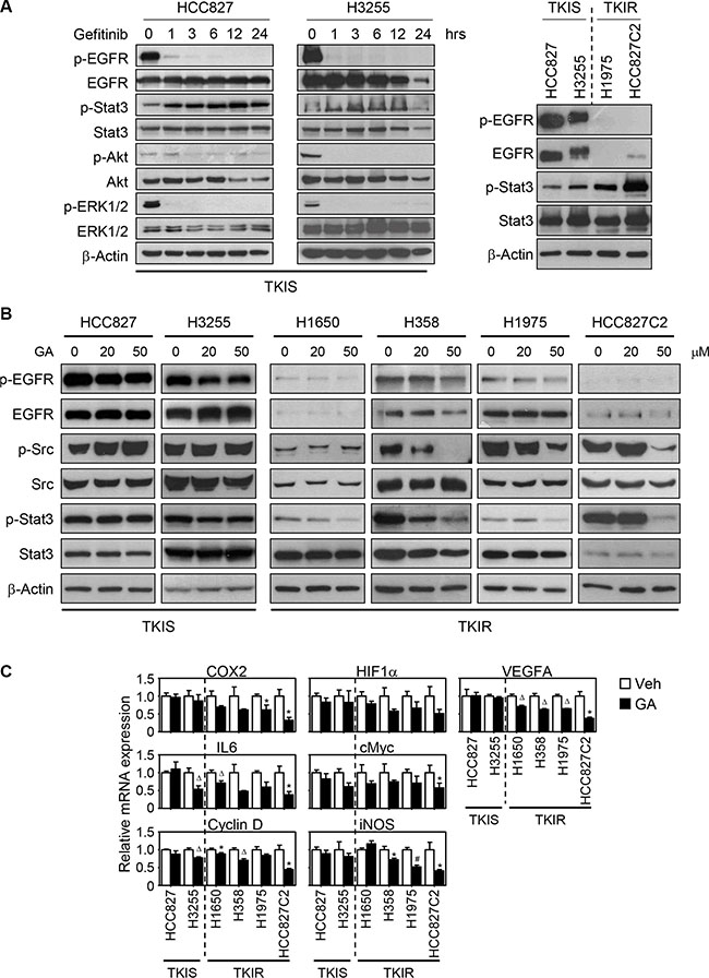 GA inhibits Src-Stat3-mediated signaling in TKIR NSCLC.