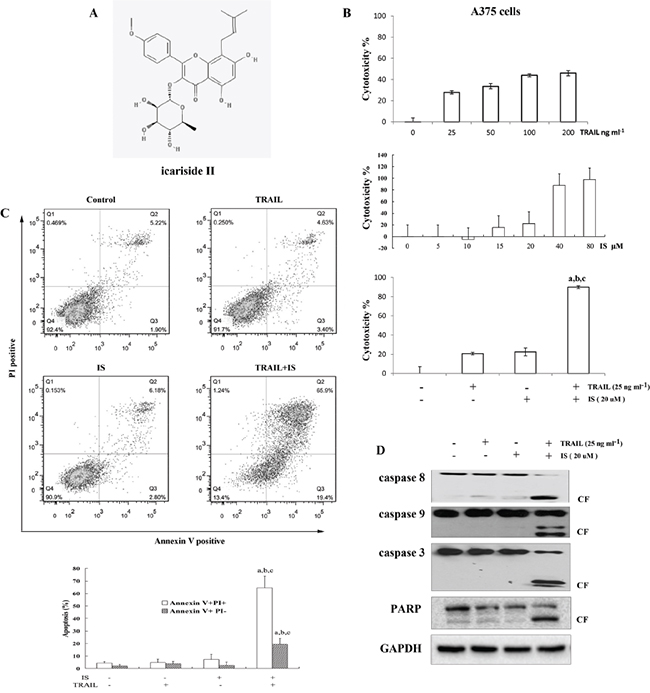 IS sensitizes TRAIL-induced apoptosis in A375 melanoma cells.