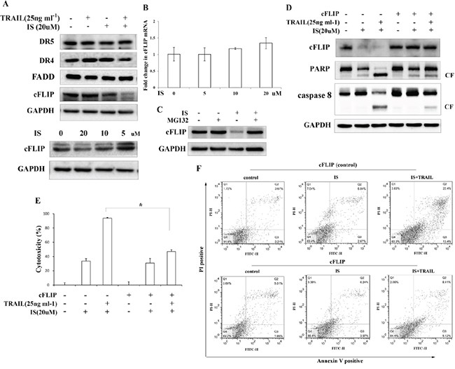 IS-induced cFLIP downregulation is essential for sensitization of TRAIL-mediated apoptosis.