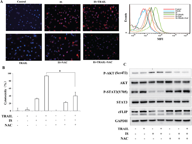 ROS mediates IS-induced downregulations of cFLIP and pSTAT3.