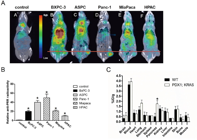 Antibody binding ability of PRR using SPECT/CT imaging of mice bearing pancreatic tumor xenografts.