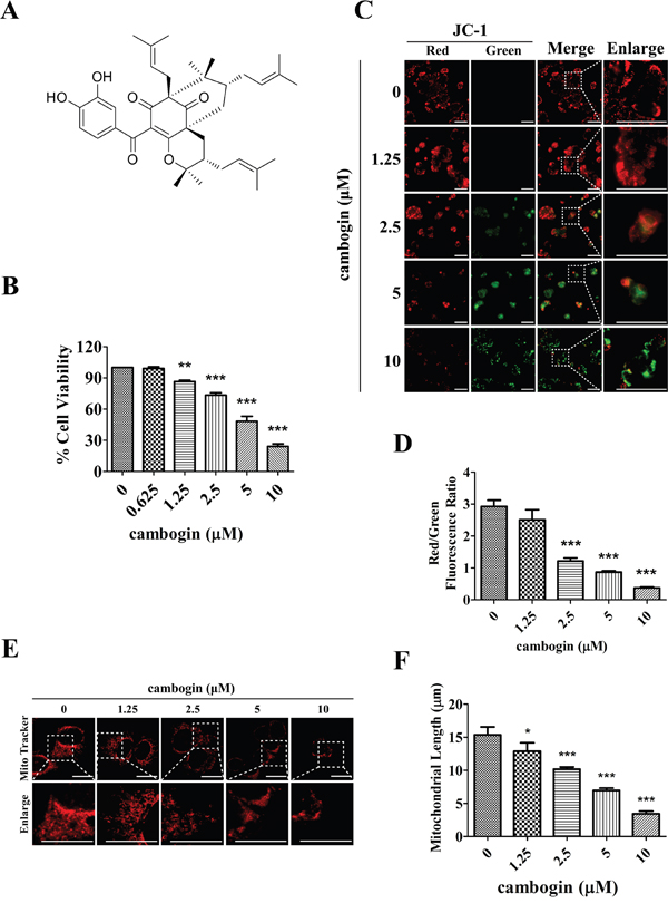 Cambogin inhibits cell proliferation and modulates mitochondrial network in MCF-7 cells.