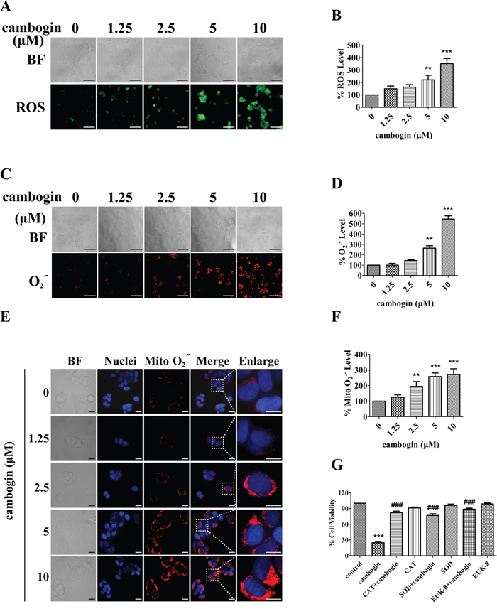 Cambogin induces the generation of ROS in MCF-7 cells.