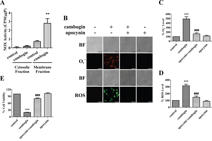 The activation of NOX in response to cambogin is dependent on the generation of ROS.