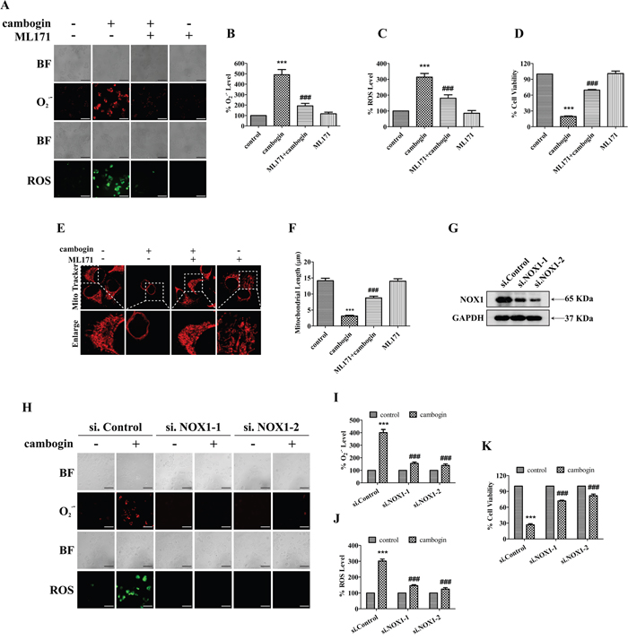 NOX1 is required for cambogin-stimulated generation of ROS.