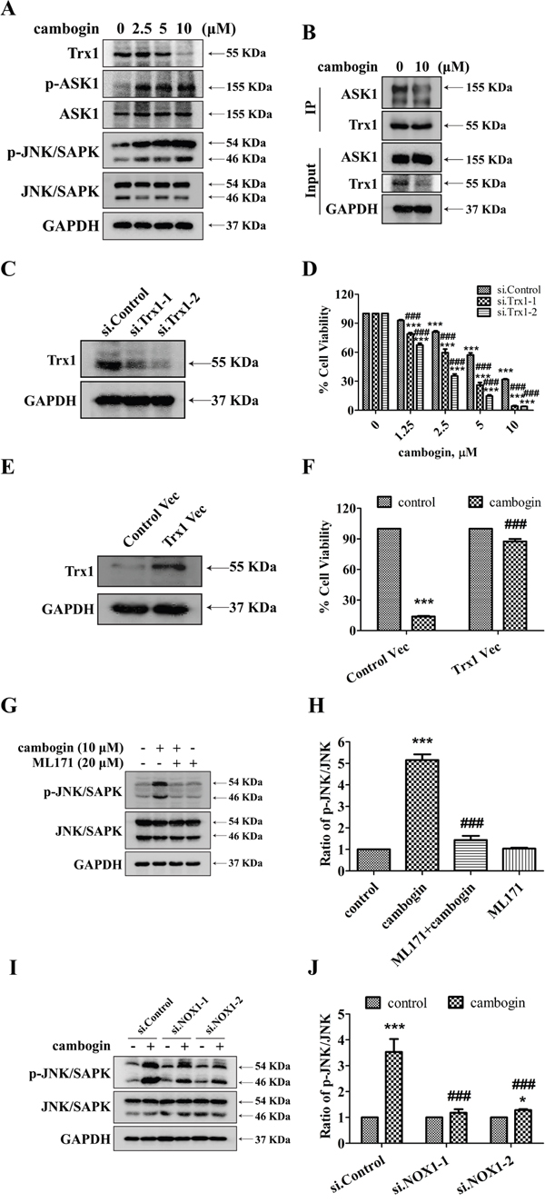 Cambogin leads to the dissociation of Trx1/ASK1 complexes and induces the phosphorylation of ASK1.