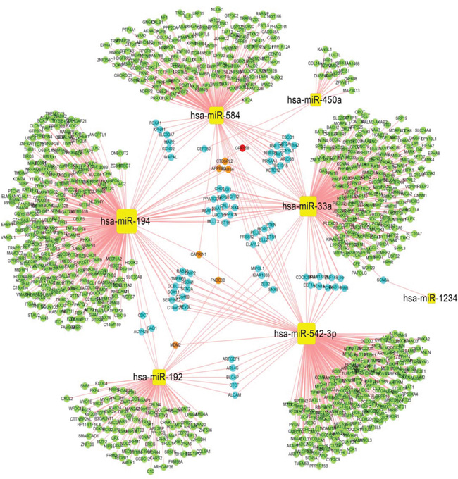 Regulatory network of differentially expressed miRNA-genes.