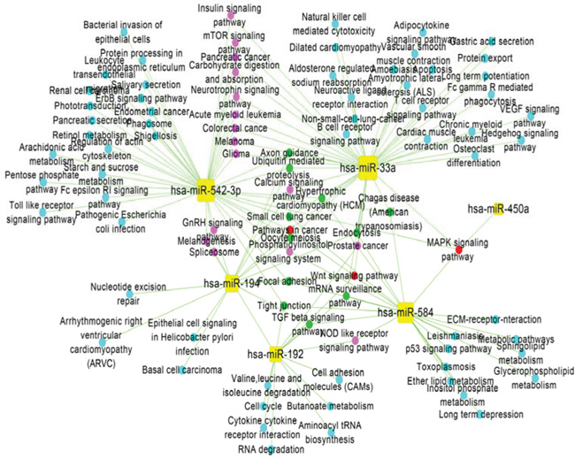 Regulatory-network analysis of miRNA-pathways.