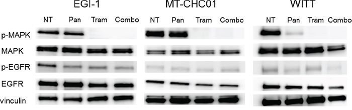 Western Blot analysis for the evaluation of inhibition of Trametinib and Panitumumab targets.