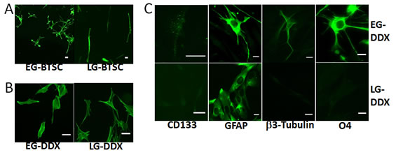 EG-BTSCs are multipotent.