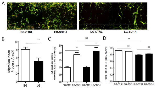 EG-BTSCs are more migratory and proliferative than LG-BTSCs.