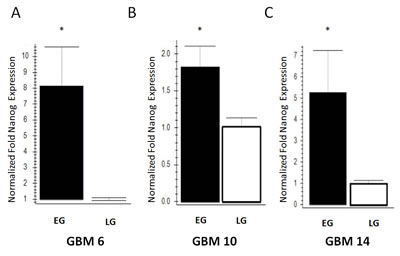 Increased nanog expression in EG-BTSCs compared to LG-BTSCs.