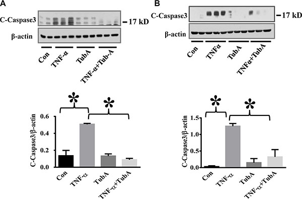 HDAC6 inhibition by Tubastatin A attenuates caspase-3 activation in endothelial cells.