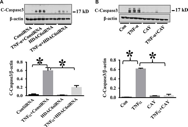 HDAC6 knockdown and HDAC6 inhibition by CAY10603 block TNF-&#x03B1;-induced caspase-3 activation in endothelial cells.