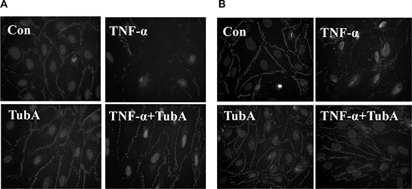 HDAC6 inhibition prevents TNF-&#x03B1;-induced ZO-1 disassembly in endothelial cells.