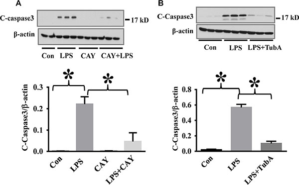 HDAC6 inhibition reduced LPS-induced lung caspase-3 activation in endotoxemia.
