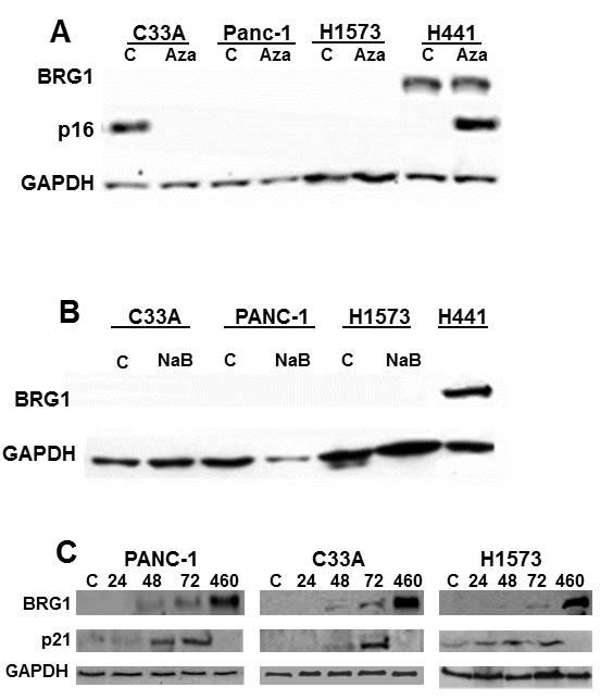 BRG1 is not Induced by Inhibitors of Epigenetic Mechanisms.