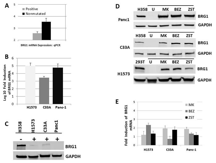 BRG1 is Silenced by the PI3K/AKT/mTOR Pathway at the Translational Level.