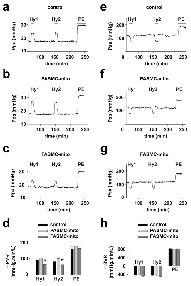 Attenuation of acute hypoxia-induced pulmonary vasoconstriction in rats by transplanted mitochondria via intravenous injection.