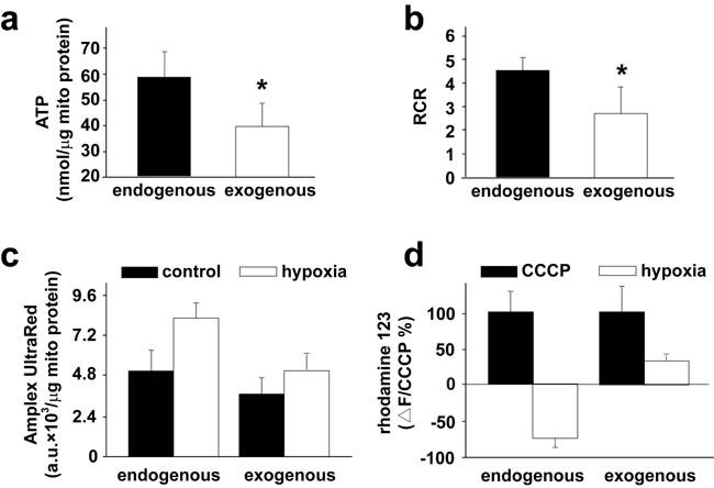 Functions of transplanted mitochondria in pulmonary arteries