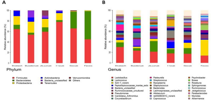 Analysis of Bacterial composition in ZDF rats of each GI site.