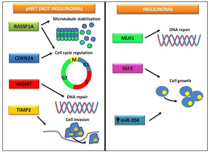 Frequent epigenetic modifications in insulinomas and other pNETs.