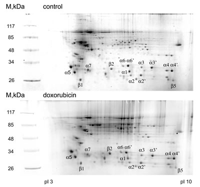 2D electrophoregrams of proteasomal proteins before and after doxorubicin treatment.