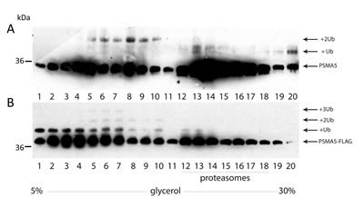 The ubiquitylated PSMA5 subunit is distributed among the protein fractions of different molecular weight.