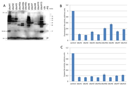 Ubiquitylation of proteasomes