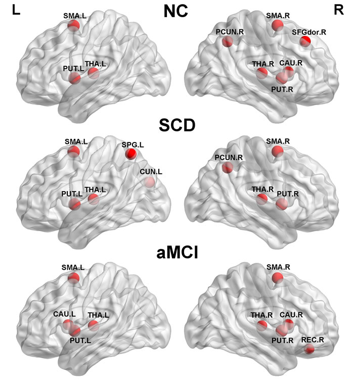 The global network hubs with high betweenness centrality in the normal controls, SCD, and aMCI group.