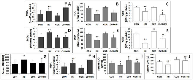 Biochemical parameters of oxidative stress in tissues and serum.