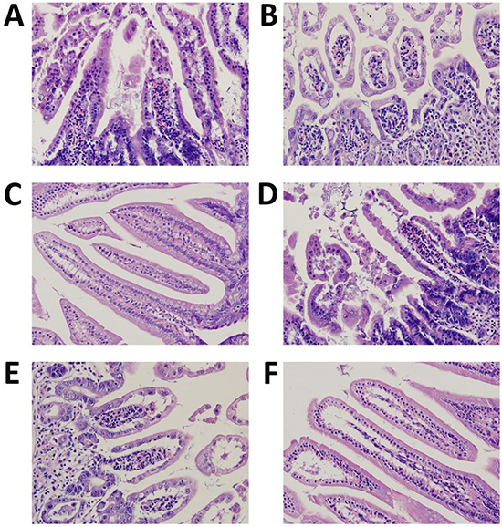 Morphology of the intestines photographed after H&#x0026;E staining (magnification of 400 &#x00D7;).