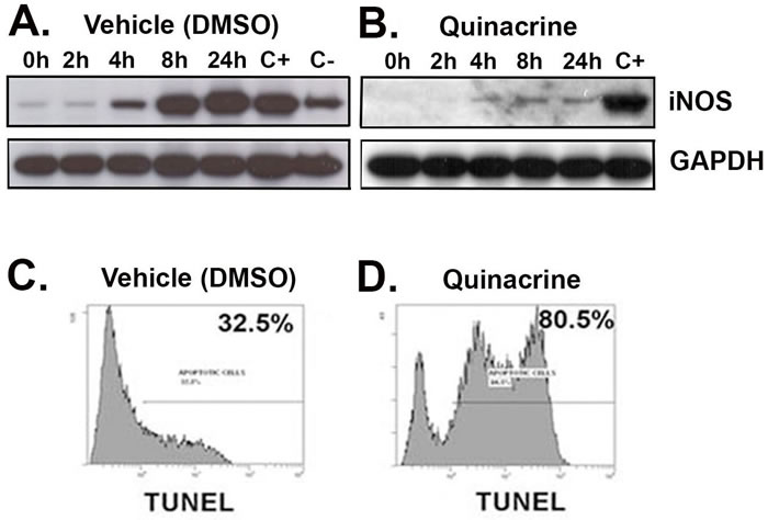 Quinacrine suppresses the activation of iNOS and induces apoptosis