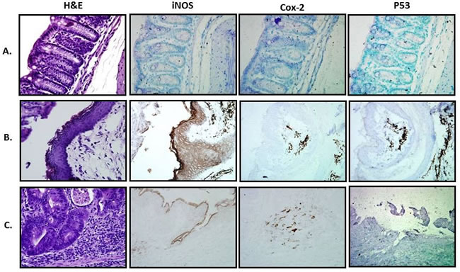 Representative histological and IHC sections from treated groups.