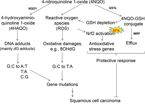 Mechanisms of 4NQO-induced oral carcinogenesis, and the chemopreventive mechanisms of SFN.