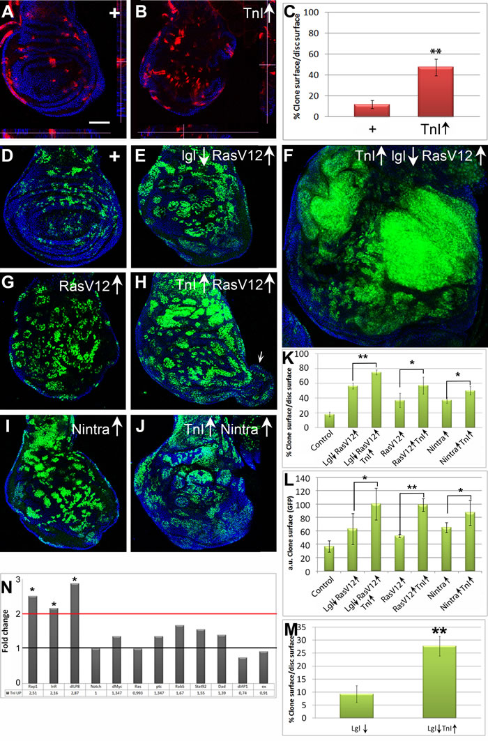 TnI exacerbates oncogene overgrowths.