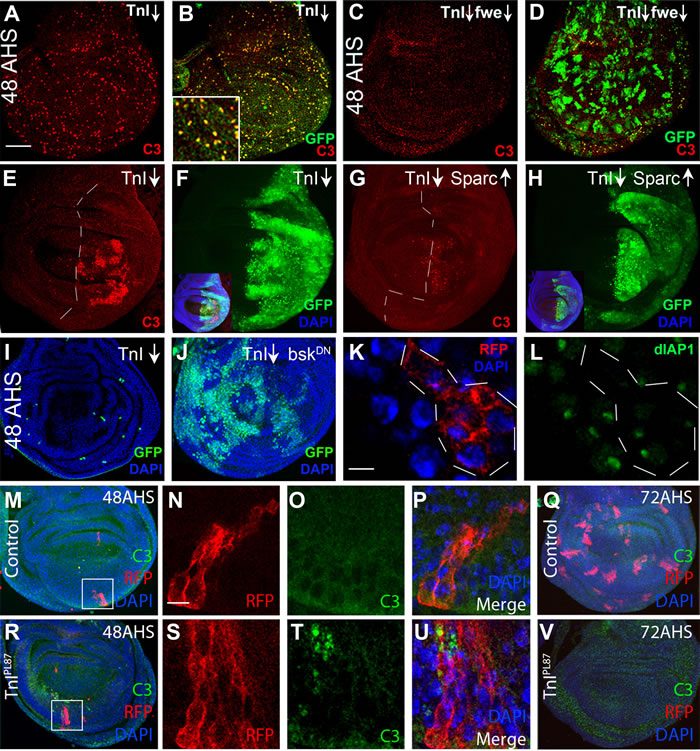 Cell death mechanism by TnI deficiency.