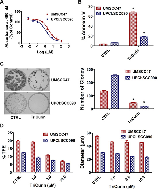 TriCurin promotes a global anti-tumor response in HPV-positive HNSCC.