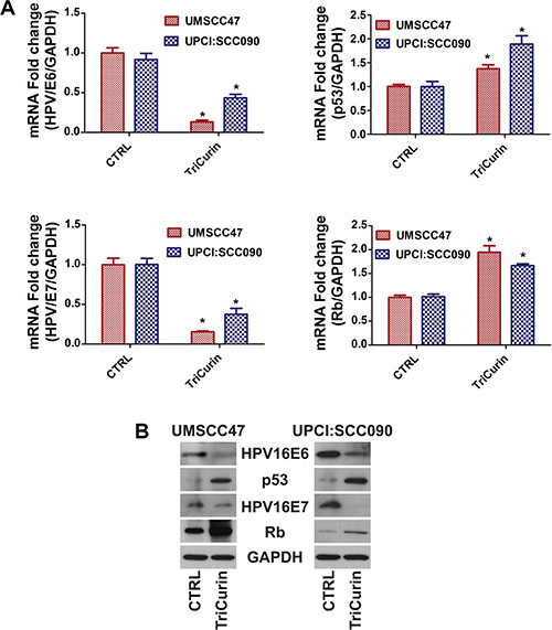 TriCurin reduces HPV16E6/E7 and enhances p53/Rb levels in HPV-positive HNSCC.