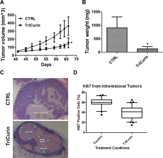 TriCurin retards tumor growth in a pre-clinical model of HPV-positive HNSCC.