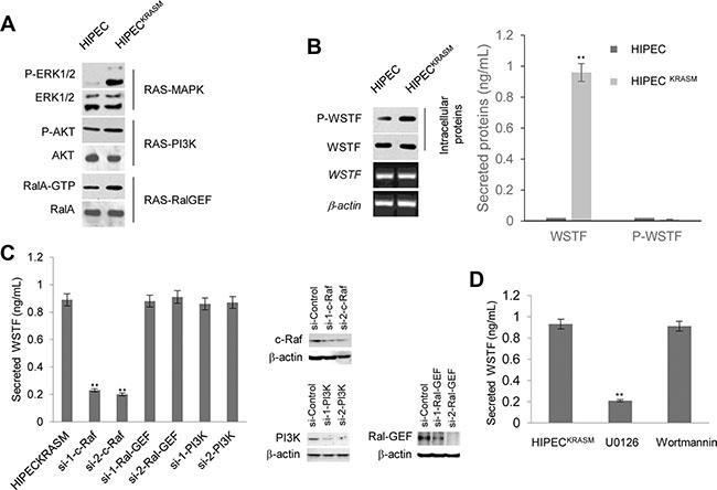 Release of WSTF was induced by KRASG12V in colon cells.