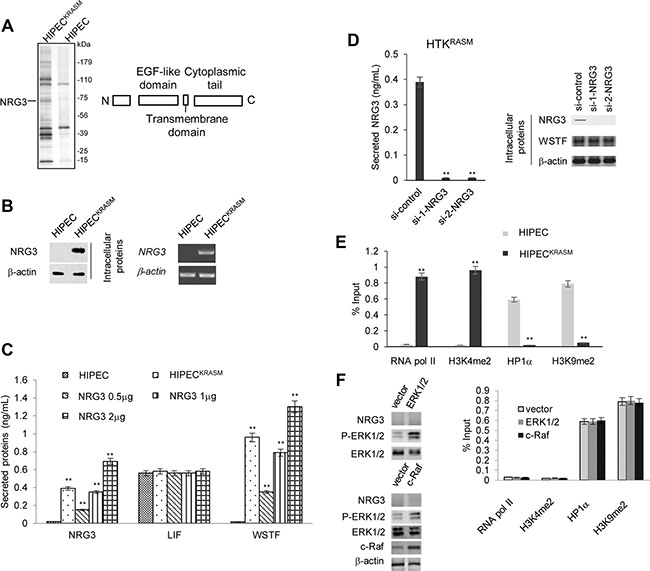 WSTF release was mediated by NRG3 following KRASG12V expression.