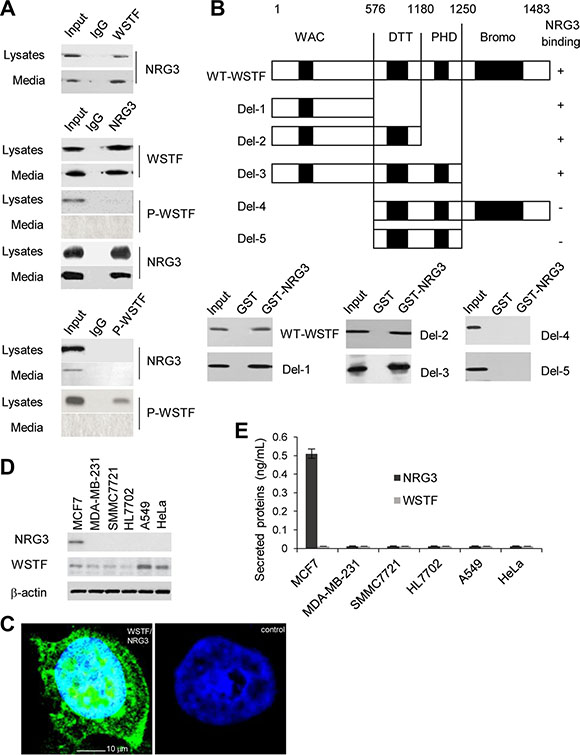 NRG3 directly associates with WSTF in vivo and in vito.