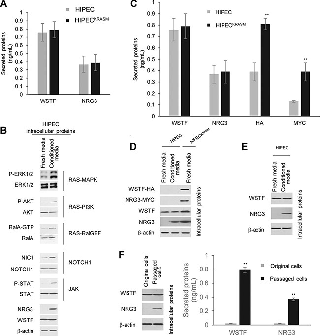Secreted WSTF/NRG3 stimulates the release of WSTF/NRG3 in normal colon cells and enhances the RAS/NOTCH1/JAK pathway activities.