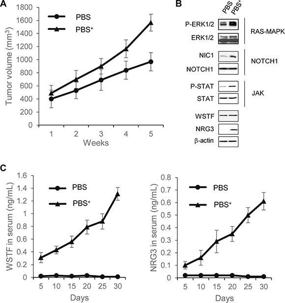 Extracellular WSTF and NRG3 promote tumor formation in mouse.