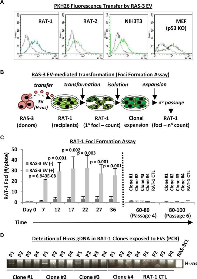 Uptake of mutant H-ras-containing EVs by fibroblastic cell lines leads to transient transformation and temporary retention of the exogenous DNA.