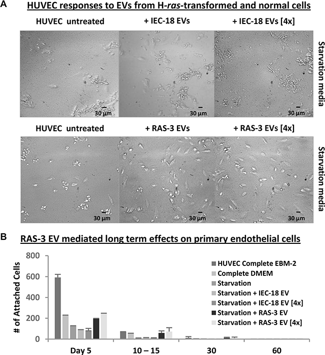 Uptake of mutant H-ras-containing EVs by primary endothelial cells leads to a transient growth/survival stimulation in the absence of long-term transformation.