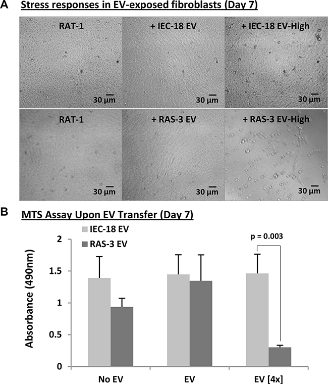 Elevated concentrations of H-ras-containing EVs compromise the survival of recipient fibroblasts.